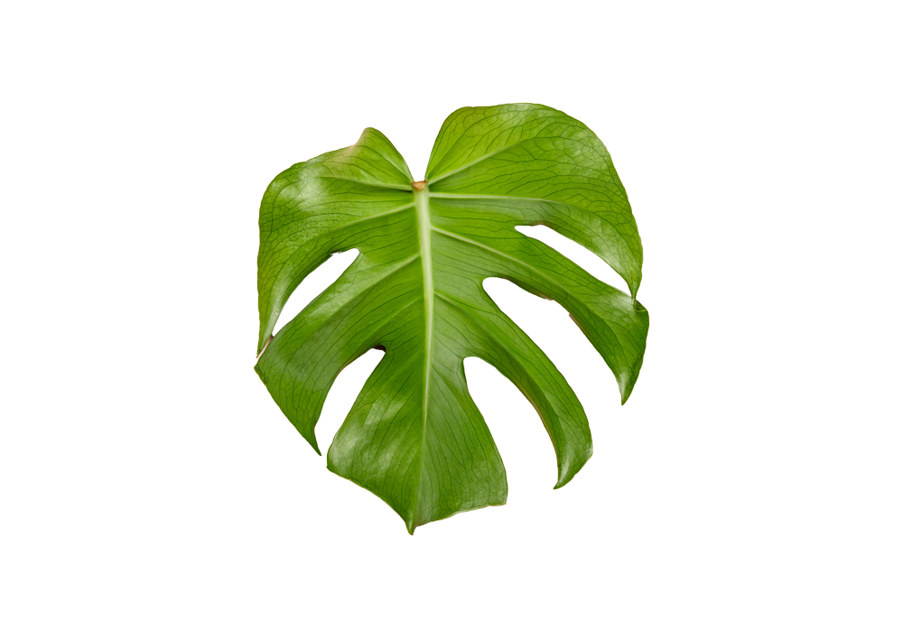leaf assets